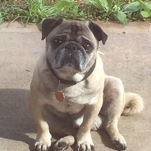 Meet your Posher, Perla